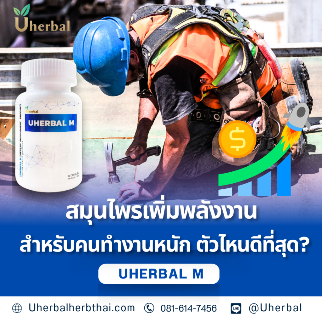 สมุนไพรเพิ่มพลังงาน สำหรับคนทำงานหนัก ตัวไหนดีที่สุด?