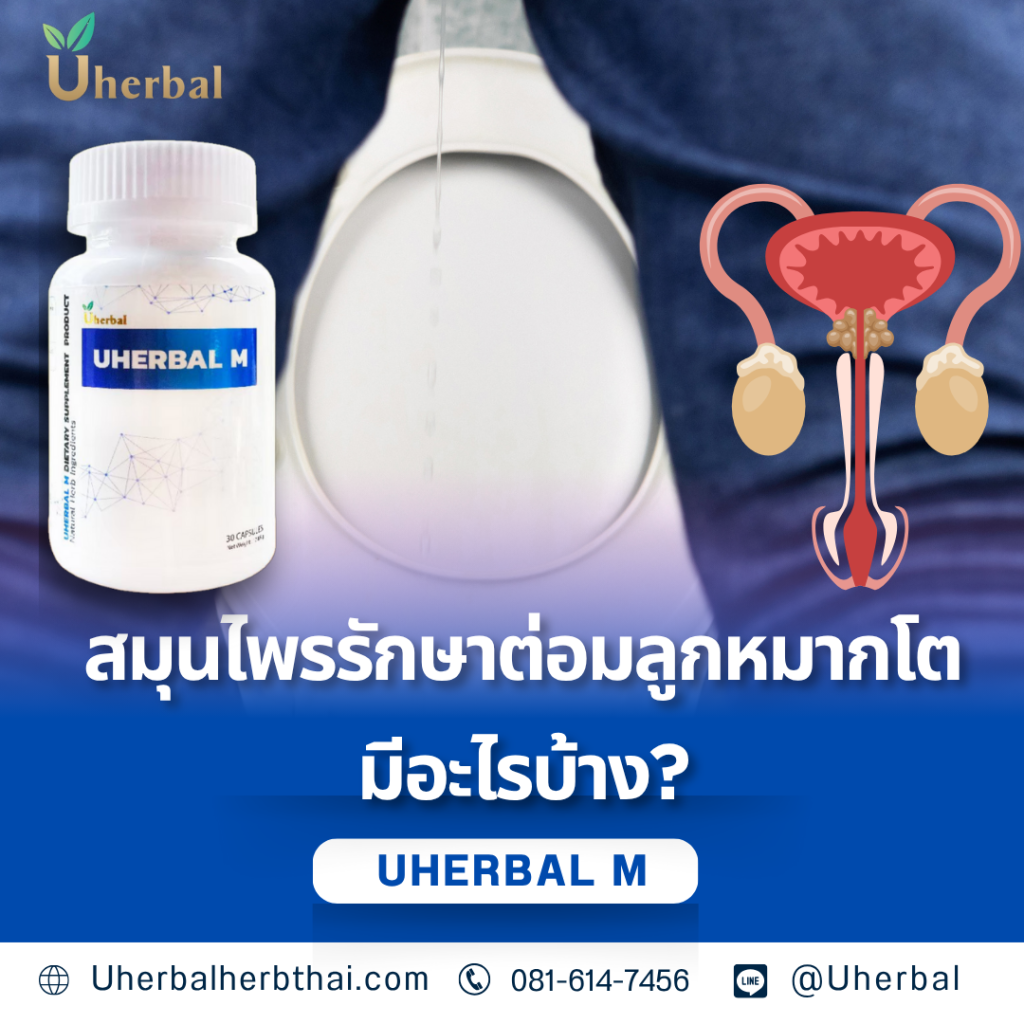 สมุนไพรรักษาต่อมลูกหมากโตมีอะไรบ้าง?