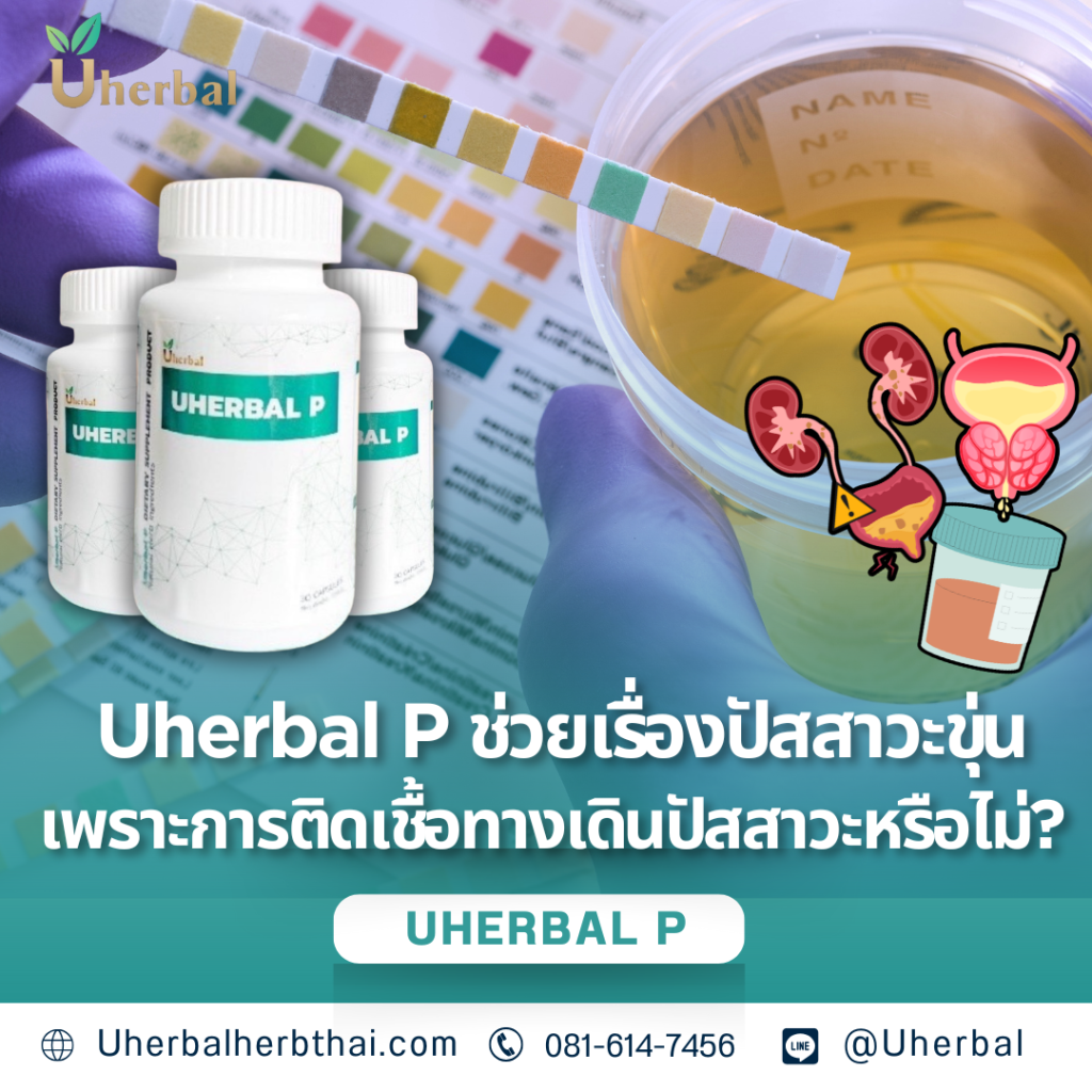 Uherbal P ช่วยเรื่องปัสสาวะขุ่นเพราะการติดเชื้อทางเดินปัสสาวะหรือไม่?