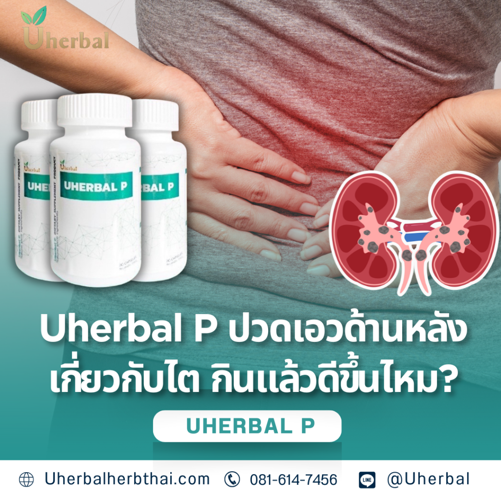 Uherbal P ปวดเอวด้านหลังเกี่ยวกับไต กินแล้วดีขึ้นไหม?
