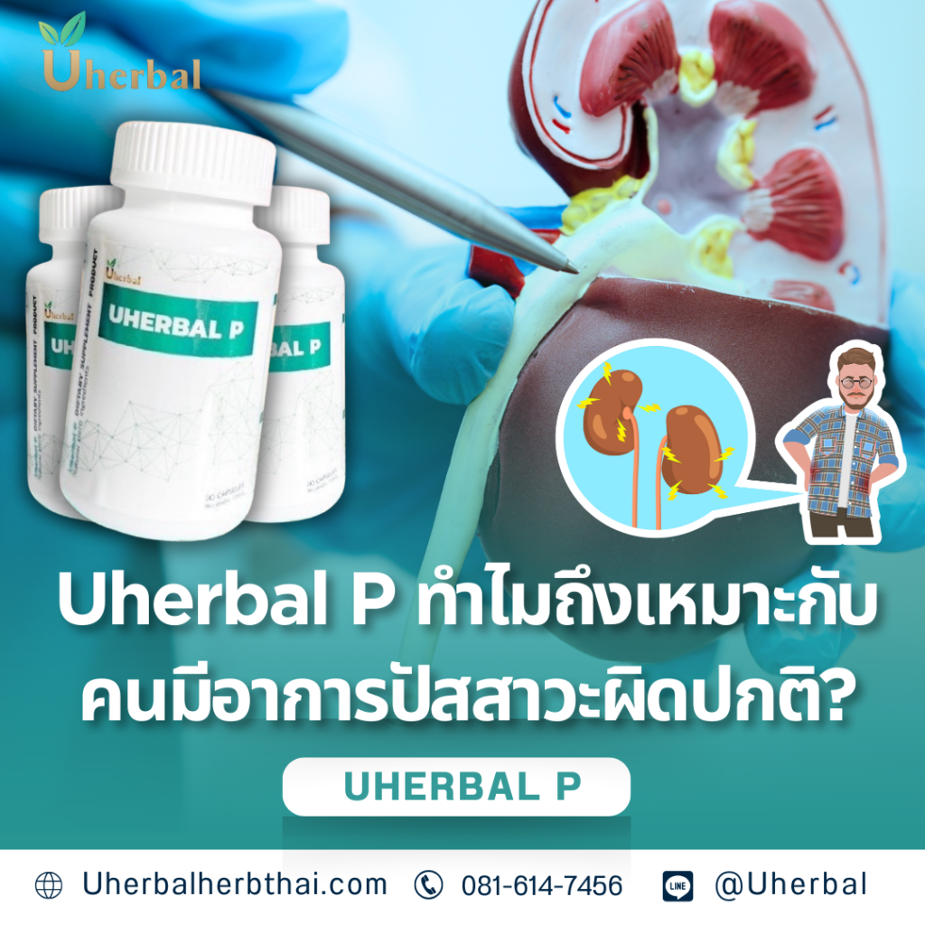 Uherbal P ทำไมถึงเหมาะกับคนมีอาการปัสสาวะผิดปกติ?