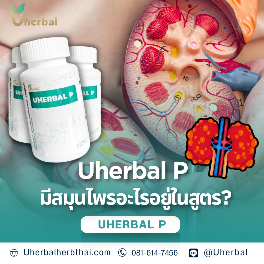 Uherbal P มีสมุนไพรอะไรอยู่ในสูตร?