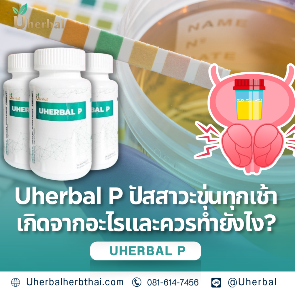 Uherbal P: ปัสสาวะขุ่นทุกเช้า เกิดจากอะไรและควรดูแลอย่างไร? 