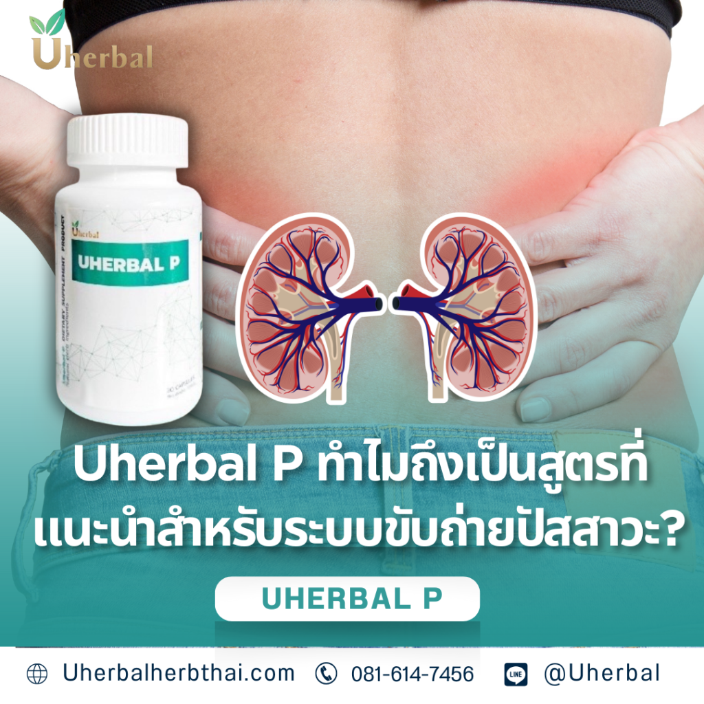 Uherbal P ทำไมถึงเป็นสูตรที่แนะนำสำหรับระบบขับถ่ายปัสสาวะ?